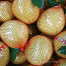 Chinese Exporting Standard Fresh Honey Pomelo